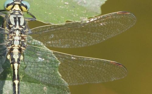 Gomphus graslinii